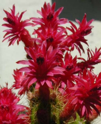 cleisocactus_samaipatanus